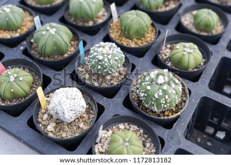 Macro Shot of Small Cactus in Pots in Selective Focus
