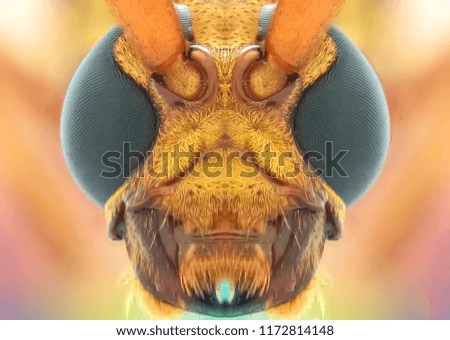 Longhorn Beetle eye