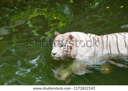 Active albino white tiger outdoors