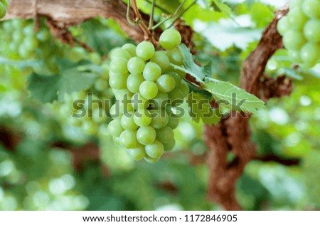 ripe muscat  grapes at vineyard