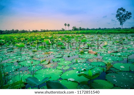 Lotus flower with pink,  white  colour in the pond in a sunset day with sunlight and wind
