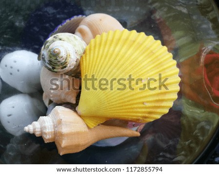 Variety seashell, Sea shells set. Shell of a marine animal, mollusc.