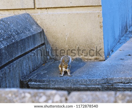 Squirrel posing for a photo on a concrete bridge