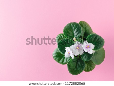 Violet with blooming flowers on a pink background. Flat lay. The view from the top.