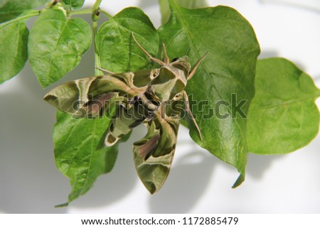 Oleander hawk moth on green leaves
