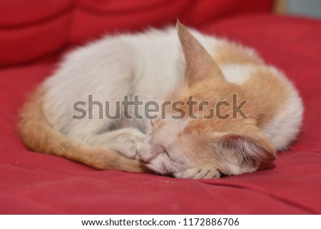 cat sleeping on the sofa