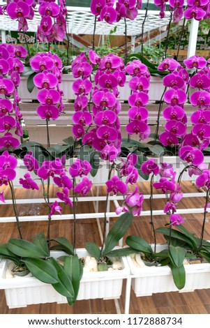 Da Lat Town, Viet Nam - August 25, 2018: Colorful flowers orchid phalaenopsis were planted by the hydroponic method in a farm in the Da Lat town, Vietnam.
