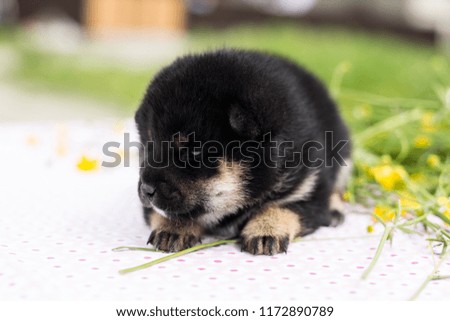 Profile Portrait of serious black and tan two weeks old shiba inu puppy lying on the table in the buttercup meadow in summer
