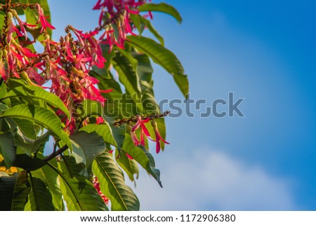 Pink flowers long john ant tree or Palozantos tree (Triplaris cumingiana) with green leaves and blue sky background. The Long John Tree is native to Central-South America. It also called the Ant Tree.