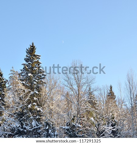 winter forest landscape against blue sky