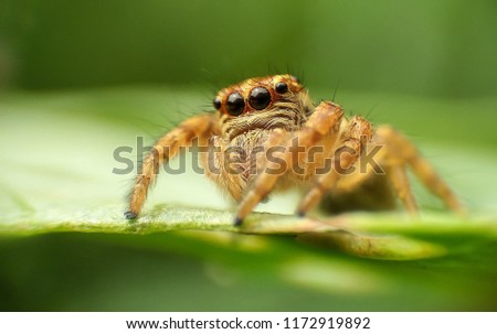 Jumping spider eat