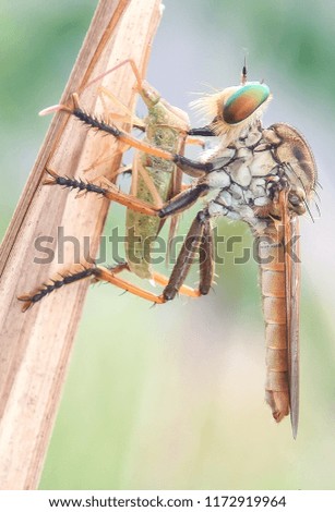 Robberfly ferocious predator