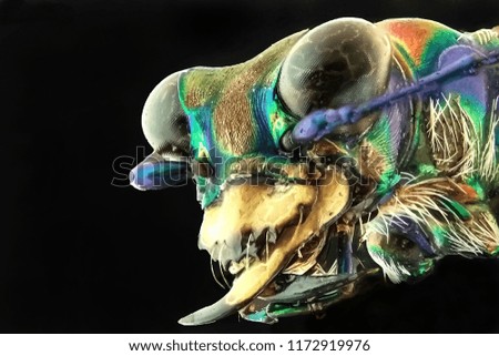 Longhorn Beetle stacking