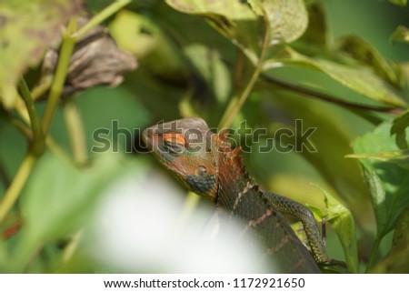 Chameleon 
Chameleons or chameleons are a distinctive and highly specialized clade of Old World lizards with 202 species described as of June 2015. These species come in a range of colors