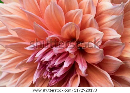 Beautiful Cream-colored closeup dahlia blossom. Dahlia colorful flower macro shot. Light orange yellow dahlia flower macro photo. Picture in color emphasizing the light orange colors and brown shadow.