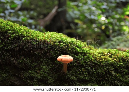 wild forrest mushroom in the woods of Arendal Norway in fall. Picture of the fungi with lovely bokeh was taken on a warm September day. Mushrooms on a stump covered with moss in autumn forest.