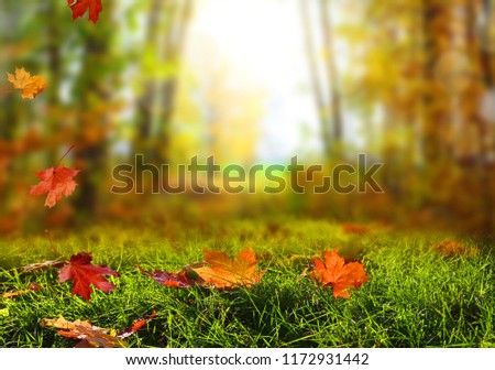 Beautiful autumn landscape with  trees, and sun. Colorful foliage in the park. Falling leaves natural background