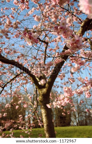 pink blossom in spring on tree