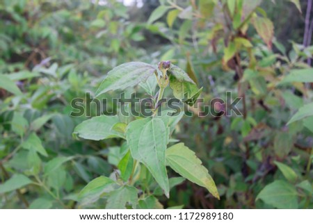 Green Bitter bush useful thai herbs
