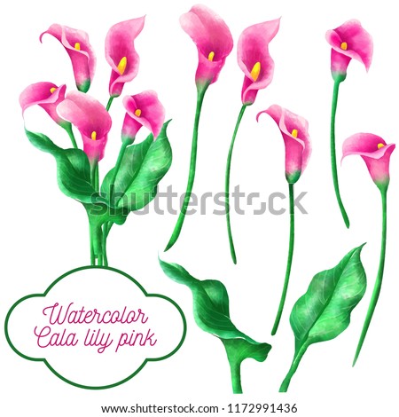 watercolor set of cala lily pink flower