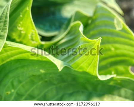 Hostas are herbaceous perennial plants growing from rhizomes or stolons with broad lanceolate or ovate leaves. Large lush green leaves with streaks.