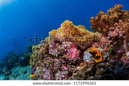 komodo diving underwater reefs