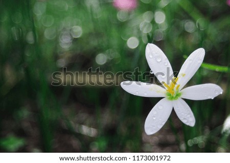 fairy lily after rain and Bright bokeh