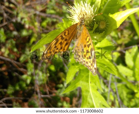 Yellow and brown spotty butterfly sitting on the green flower