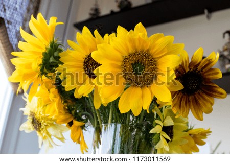 Close-up of many flowers of a sunflower in a vase in a home setting
