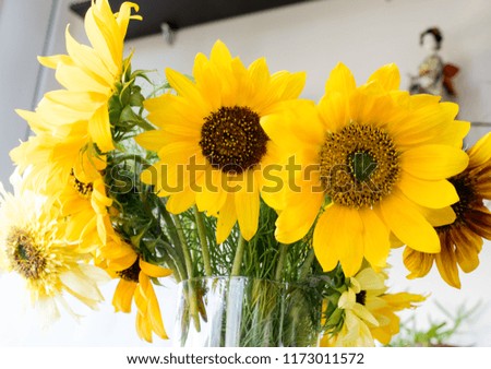 Close-up of many flowers of a sunflower in a vase in a home setting