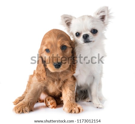 puppy cocker spaniel and chihuahua in front of white background