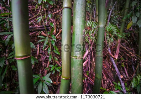 Bamboo tree in a bush in Hawaii.