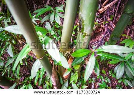 Bamboo tree in a bush in Hawaii.