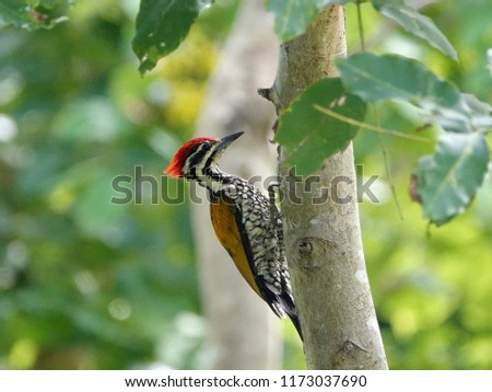 Reddish crown bird on tree trunk. Common Flameback or Common Goldenback (Dinopium javanense) is woodpecker commonly found from the Indian subcontinent to southern China and Southeast Asia.