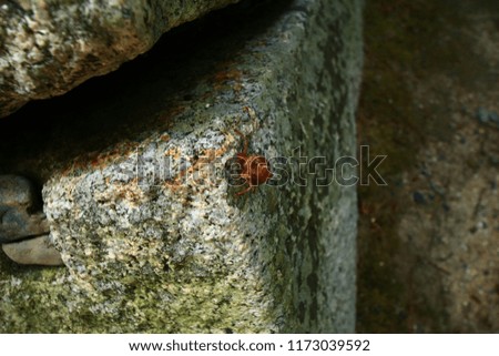 Cicada's Shell on the stone wall