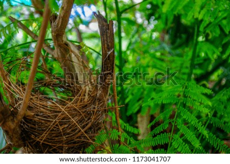Bird's nest In the woods, the care of the mother bird.