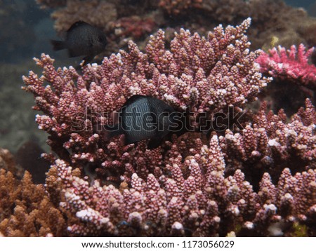 Beautiful fish and coral found at coral reef area at Tioman island, Malaysia
