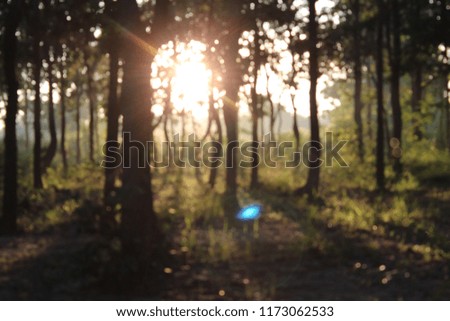 The beauty of the sun's light in the morning shines through the green forest, silhouette, blurry photography.