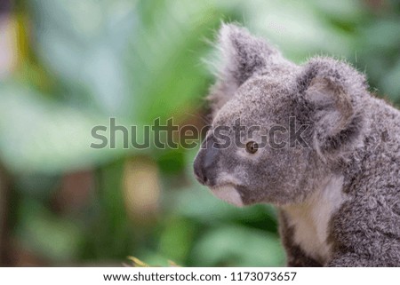 koala in northern Queensland, Australia