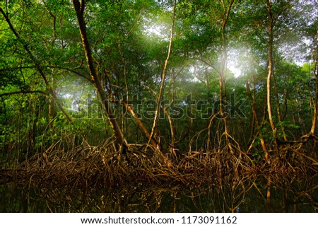 Mangrove in Caroni Swamp and the Bird Sanctuary, home to Trinidad and Tobago's Scarlet Ibis bird. Mystic forest landscape from Caribbean. Holiday in Central America. Light between the trees, Trinidad 