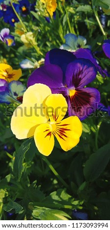 Yellow and violet pansy flower in the summer garden