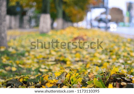 Blurred yellow autumn background in the city