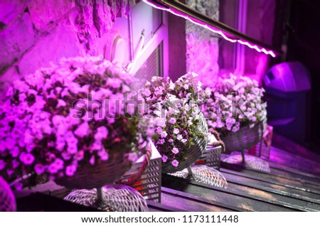 Pink floral decoration in the cafe interior
