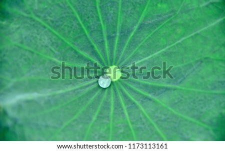 green lotus leaf line texture and background
