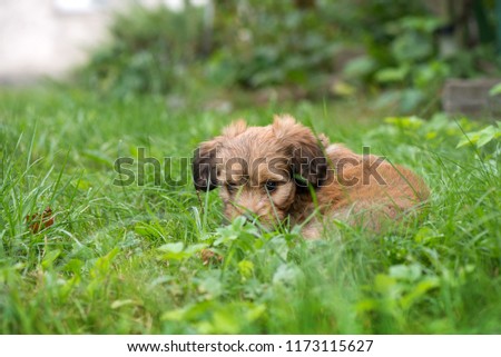 Little, lovely, fluffy, cute brown puppy is left alone on at home garden. Concept of abandoned domestic animals and pets. Curious, obedient dog. Concept of discovering the world, everything is new  