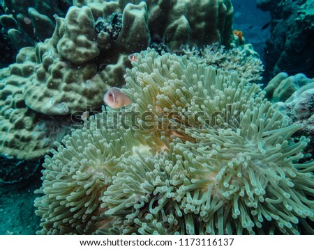 coral and clown fish