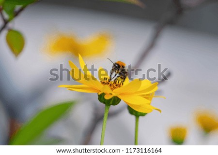 Beautiful colorful picture of bumble bee sucking pollen from daisy, A western honey pollen of daisy in the garden, Yellow flowers in the early morning light.