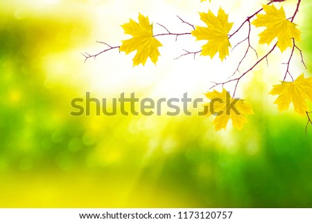 autumn landscape with bright colorful leaves. Indian summer.