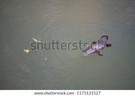 platypus in the water, australia