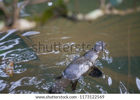 platypus in the water, australia